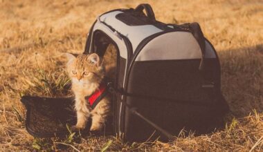bébé chat dans un sac de transport